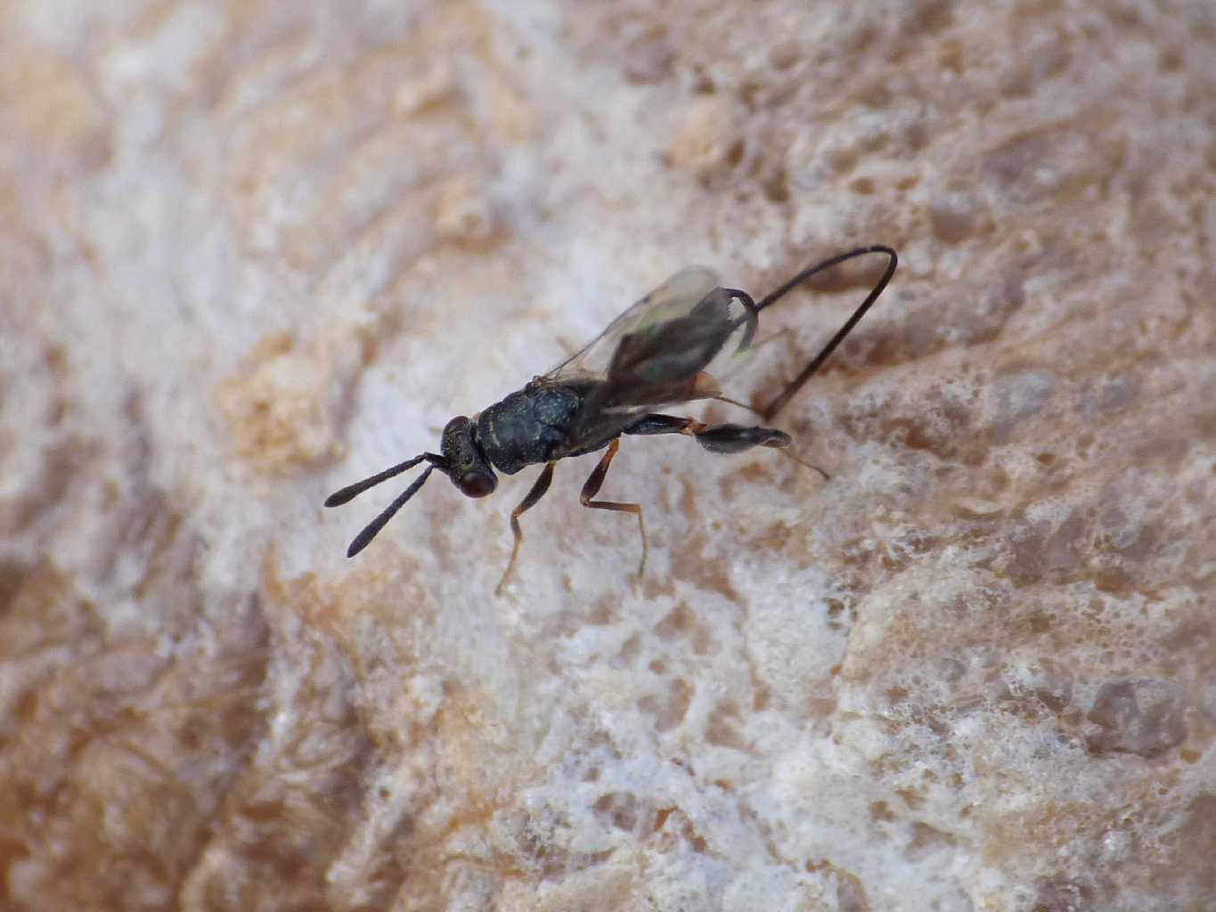 Saccheggio di un''ooteca di mantide: Podagrion sp. -Torymidae